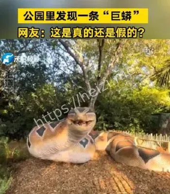捕获巨型蟒蛇