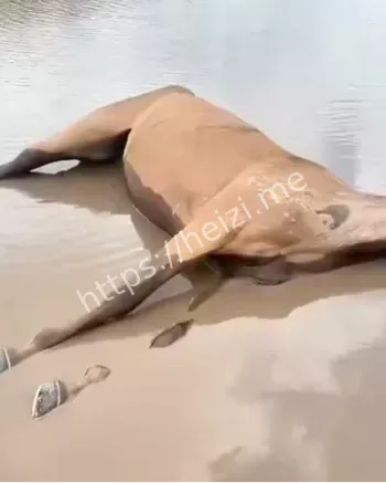 游客骑马