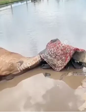 马匹貂蝉