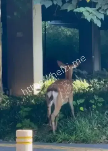 怀孕梅花鹿散步