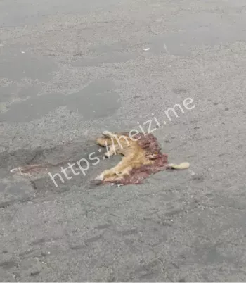 河南长虫的报复