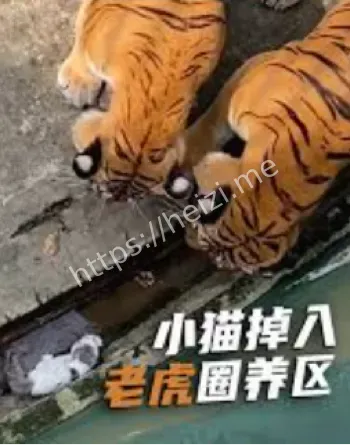 老虎撸猫视频