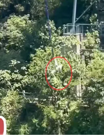 游客坠水