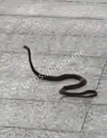 各种毒蛇乱溜达