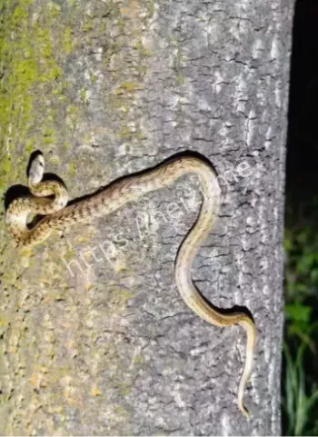 广州小区蛇群泛滥