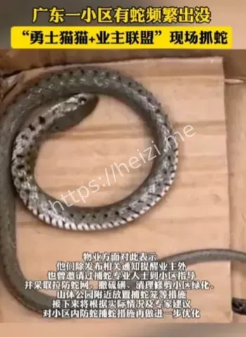 广东蛇患频发