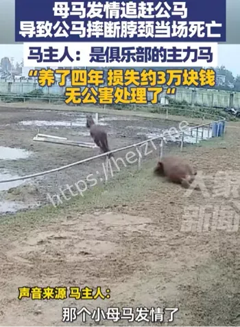 两公马争斗版本差异