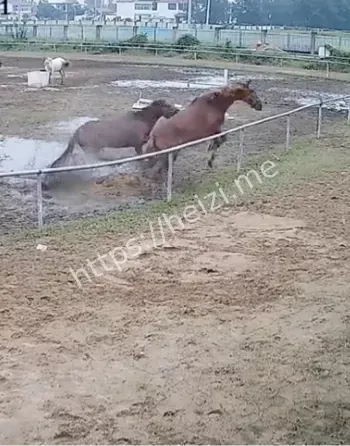 母马发情追逐争议