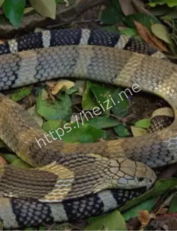 贵州男子被蛇咬