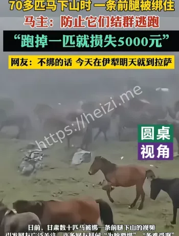 礼县群马被绑一腿争议