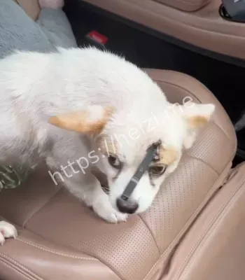 驱车千里救狗