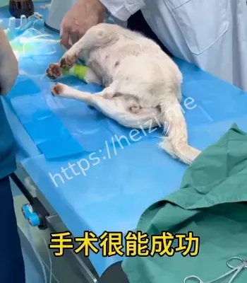 武汉医生