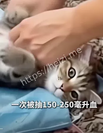 流浪猫抽干血