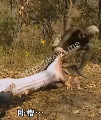 佛罗里达沼泽蟒蛇猎杀