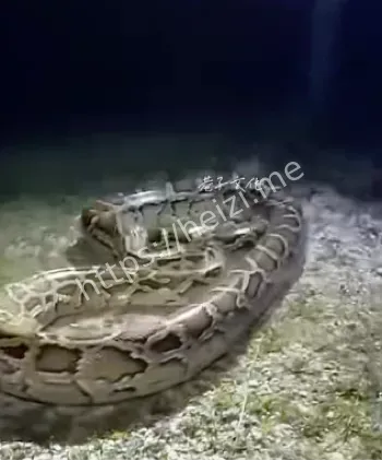 猛人抓变色龙视频