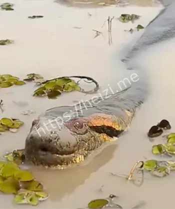 佛罗里达环保英雄故事