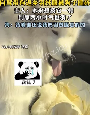带狗返乡