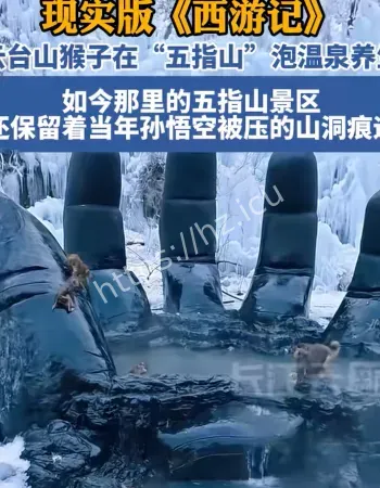 猴子泡温泉
