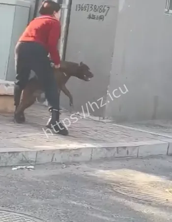 大爷遭比特犬疯狂撕咬