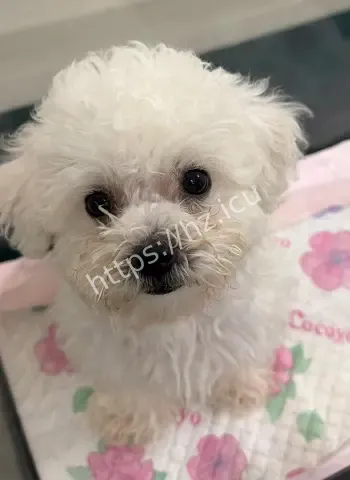 64岁阿婆背包藏价值2万狗仔过关