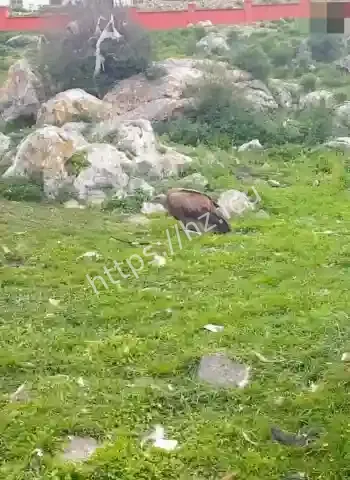 红眼秃鹫狂袭