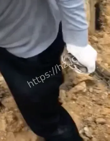 大哥蛇窝徒手抓蛇