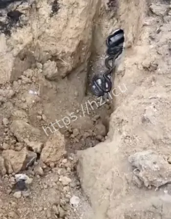 引全网疯狂转发