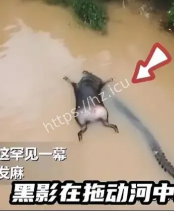 水中不明生物游动翻浪