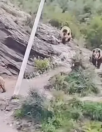 如上战场