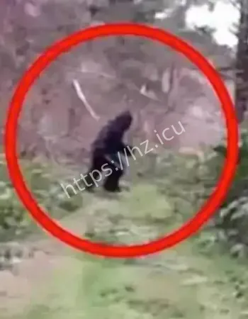 还是惊天骗局