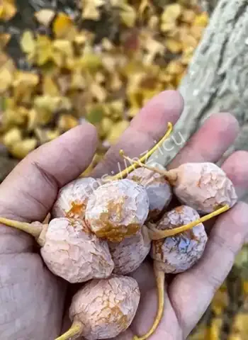 日本人靠银杏果发大财
